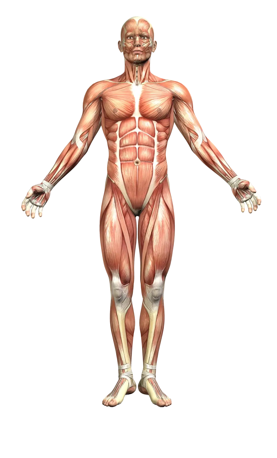 Muscular system diagram with interactive physiotherapy hotspots